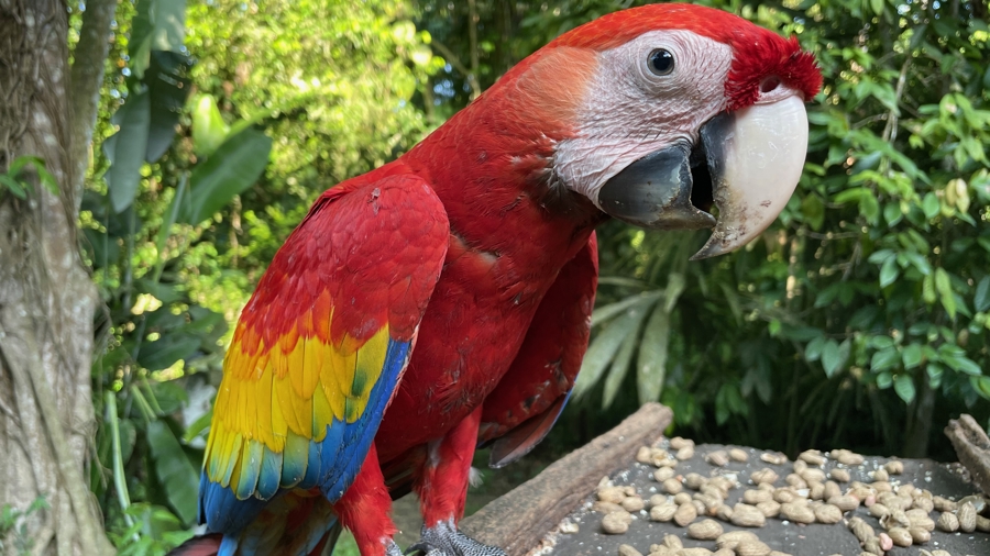 Desarrollan una herramienta digital para combatir la caza furtiva de loros en México