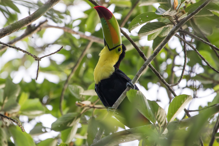Mesoamérica busca proteger el 30 % de su territorio y mares para 2030