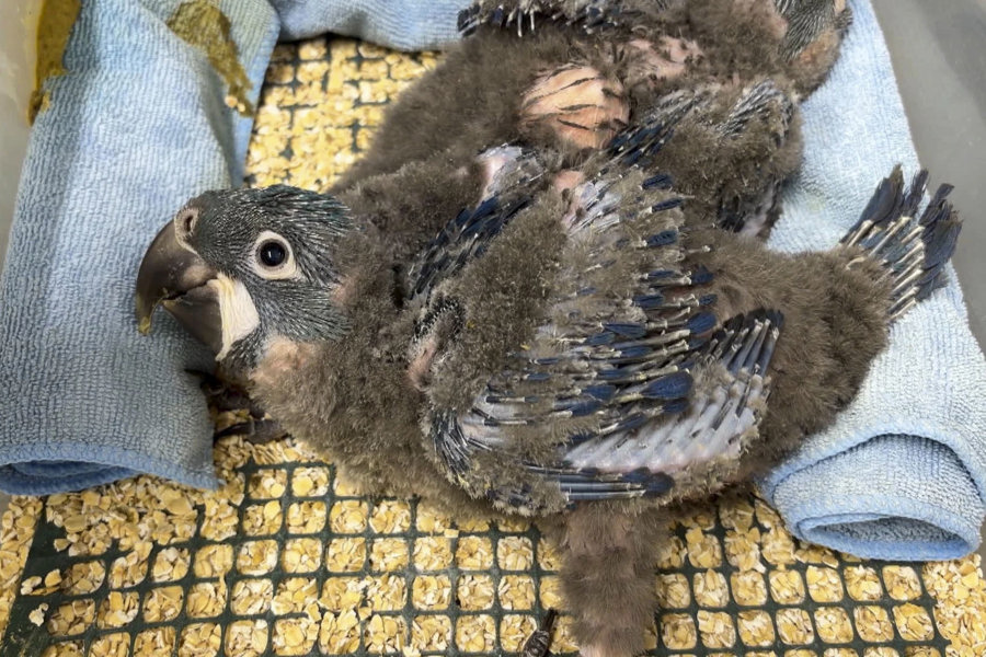 El zoológico belga que bate récords logra criar los tres tipos de guacamayo azul del mundo