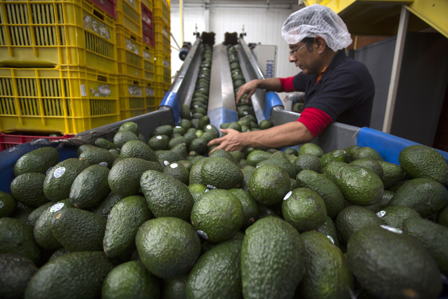 EE.UU. suspende certificaciones de aguacate mexicano en Michoacán por alerta de seguridad