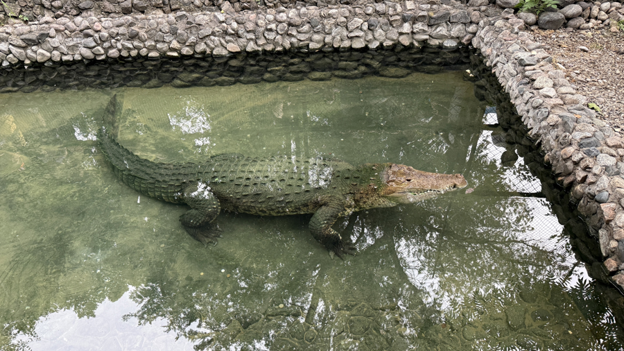 El cocodrilo cubano Fidel cumple 40 años en el zoológico de Almaty (Kazajistán)