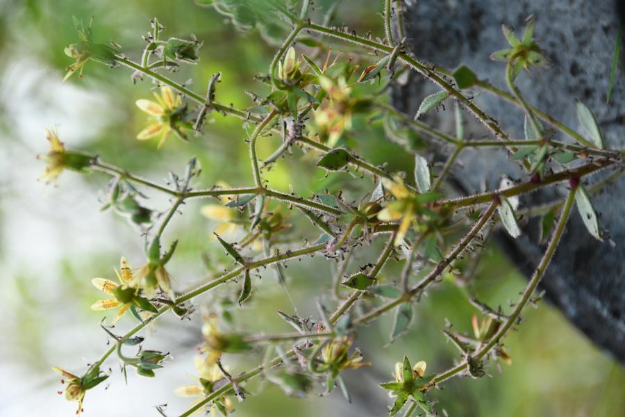 Plantas carnívoras: Darwin lo predijo hace 150 años y la ciencia lo confirma