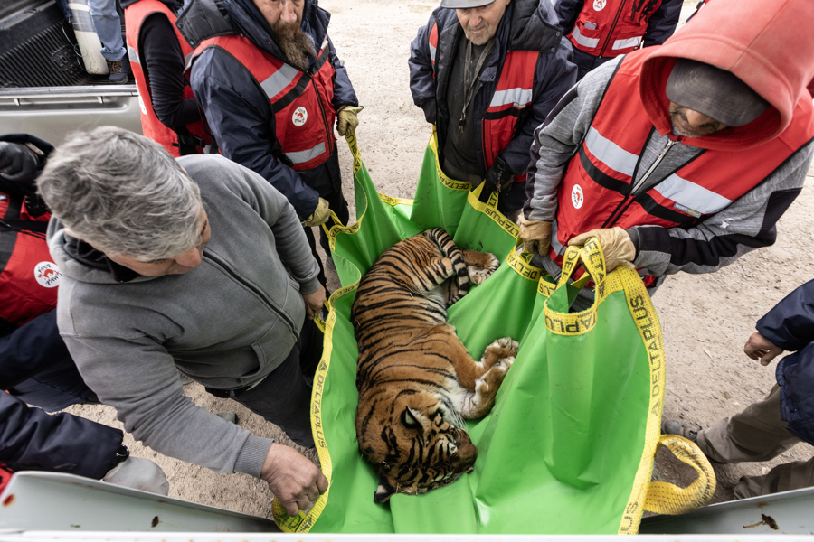 Despliegan operativo para enviar 30 grandes felinos desde Argentina a EE.UU. y Sudáfrica