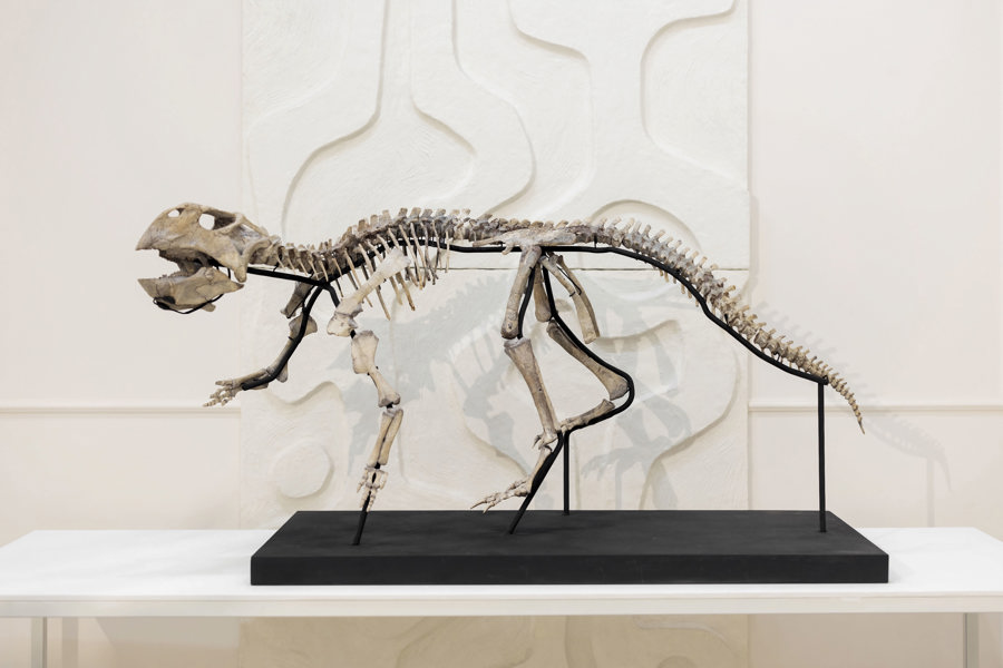 Esqueletos de dinosaurio y fósiles, artículos de lujo a la venta en una galería de Moscú
