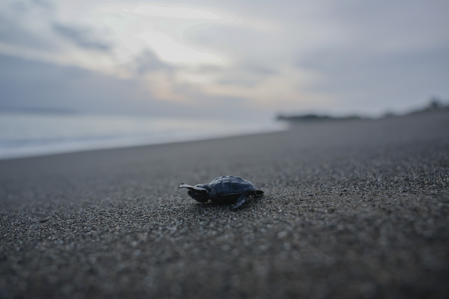 Playa Mata Oscura, hábitat crítico de tortugas que merece la "máxima protección" en Panamá