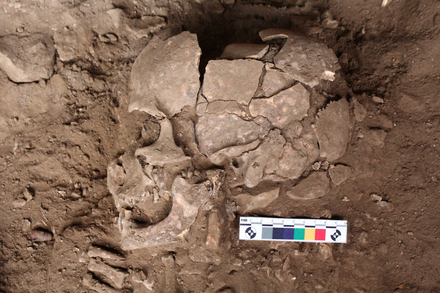 El ser humano ya habría usado drogas hace unos 25.000 años, en forma de nueces de betel