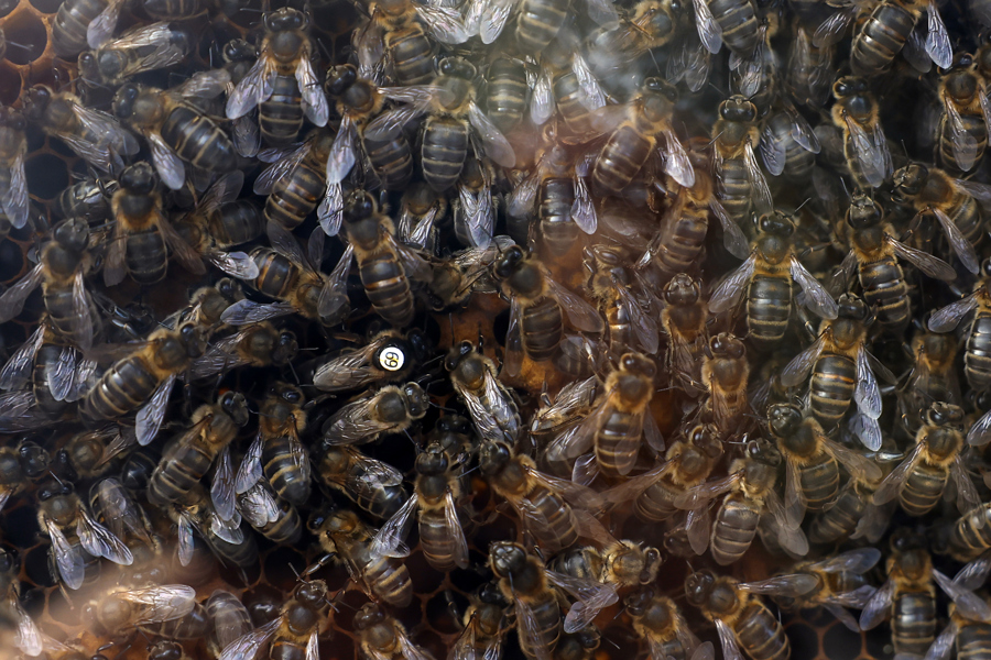 Las especies de abejas en Europa están perdiendo terreno desde hace un siglo