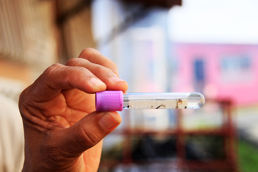 Dengue cae 20% en Panamá, pero Colón y la capital concentran la mayor cantidad de casos