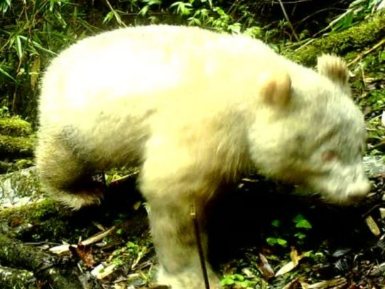 Un raro ejemplar de oso panda albino fue avistado en China