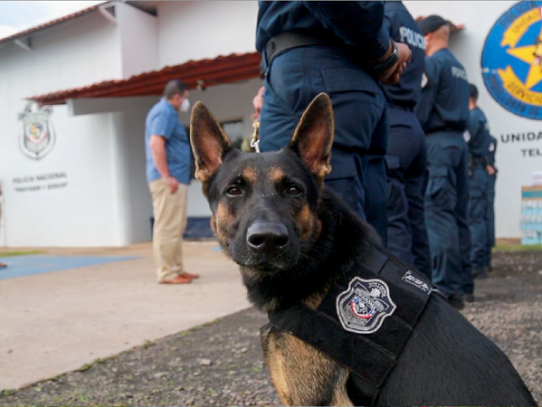 Unidades caninas contra el crimen organizados y otras tareas