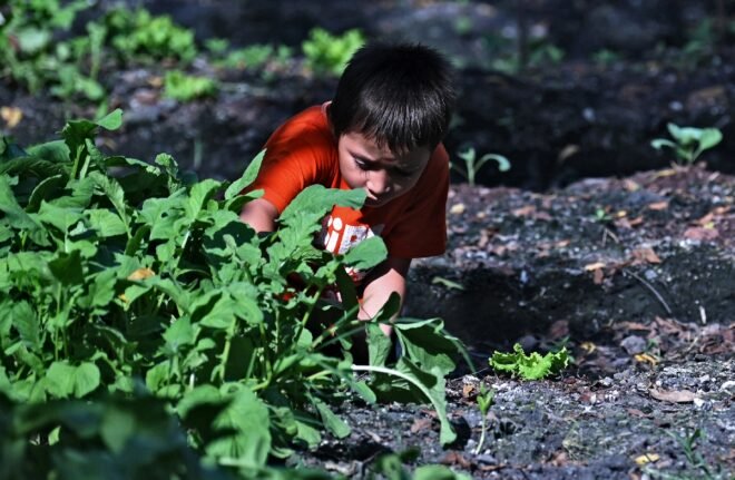 Niños cultivan huertos para sobrevivir a la pandemia en El Salvador