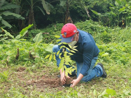 Siembran 100 árboles en Guna Yala en el Gran Día Nacional de Reforestación