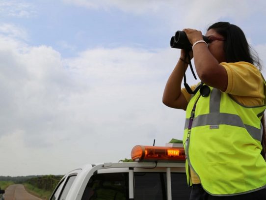 Nuevas rutas y aumento de gallinazos detecta monitoreo de aves migratorias en Panamá