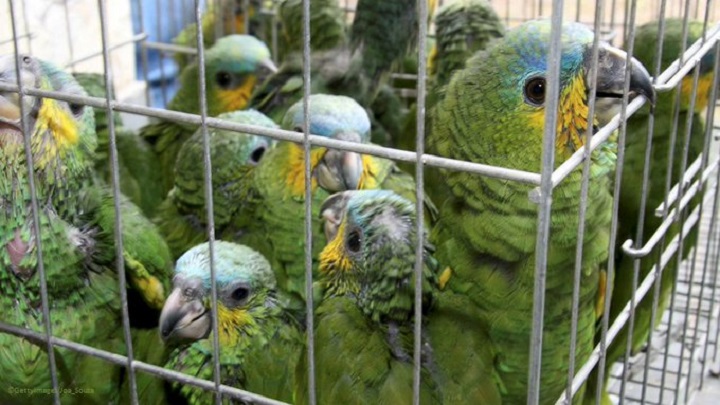 Miles de animales rescatados en operativo de Interpol contra el tráfico de especies