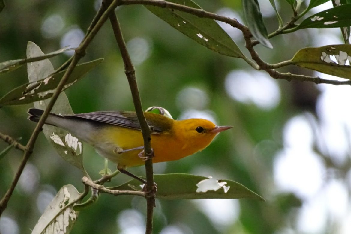 Ayer y hoy: prelanzamiento del Panama Bird Festival 2021