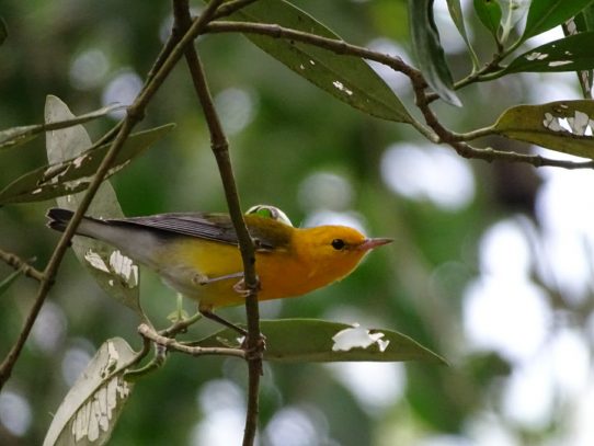 Ayer y hoy: prelanzamiento del Panama Bird Festival 2021