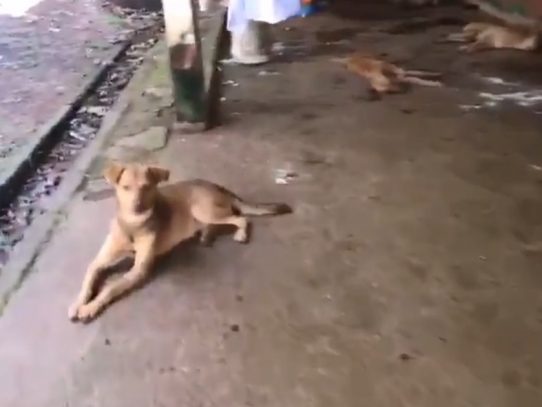 Investigan envenenamiento de perros en un albergue temporal en Arraiján