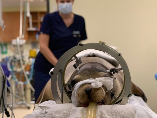 Una cirugía cerebral nueva busca revertir la epilepsia en un león marino