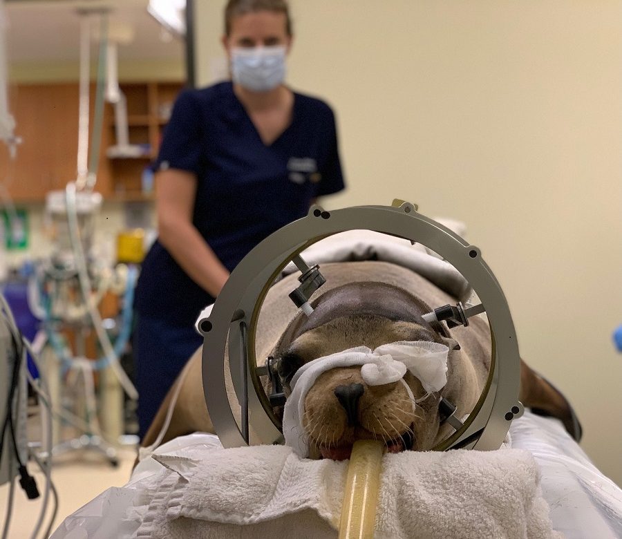 Una cirugía cerebral nueva busca revertir la epilepsia en un león marino