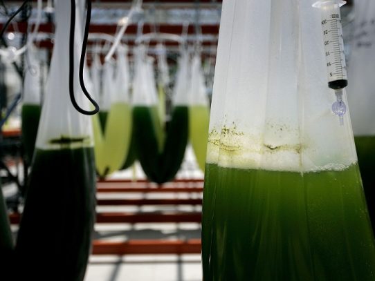 Con una inversión de $3.2 millones y apuestan por exportación sostenible