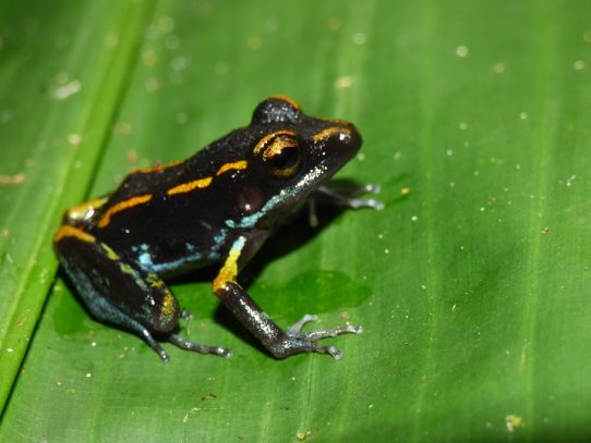 Encuentran compuestos de toxinas en la piel de la rana de lluvia Pristimantis gaigei