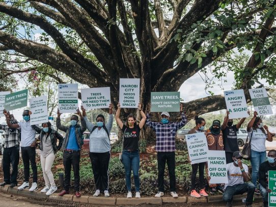 Un árbol de higos recibe un indulto en Kenia