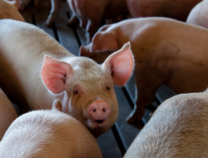 Sacrificio de ganado vacuno y porcino aumentó en septiembre de 2020