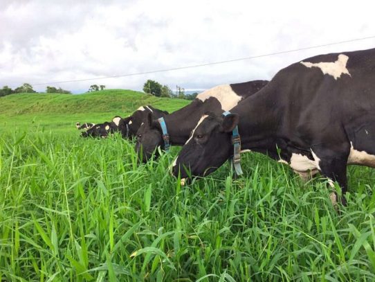 Collares inteligentes para bovinos, tecnología que mejora la producción de leche
