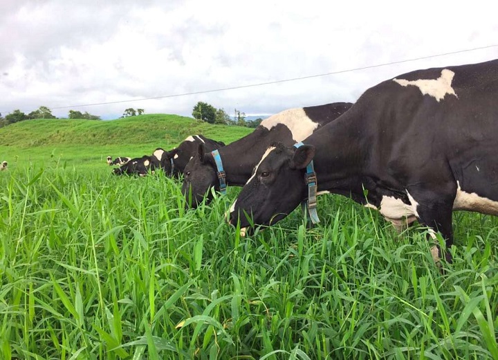 Collares inteligentes para bovinos, tecnología que mejora la producción de leche