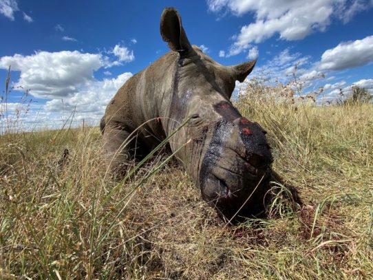 El coronavirus detiene el turismo en África y los cazadores furtivos matan más rinocerontes