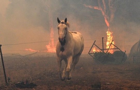 Universidad de Sidney estima en 480 millones los animales muertos por ola de incendios
