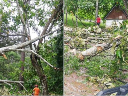 Sinaproc reporta caída de 22 árboles sobre varias viviendas en últimas 30 horas