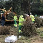 Lanzan campaña nacional para que no quemen ni boten arbolitos de Navidad en vertederos