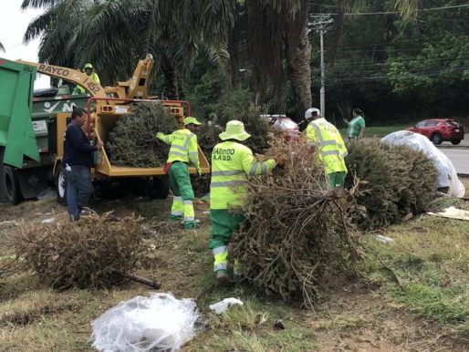 Lanzan campaña nacional para que no quemen ni boten arbolitos de Navidad en vertederos