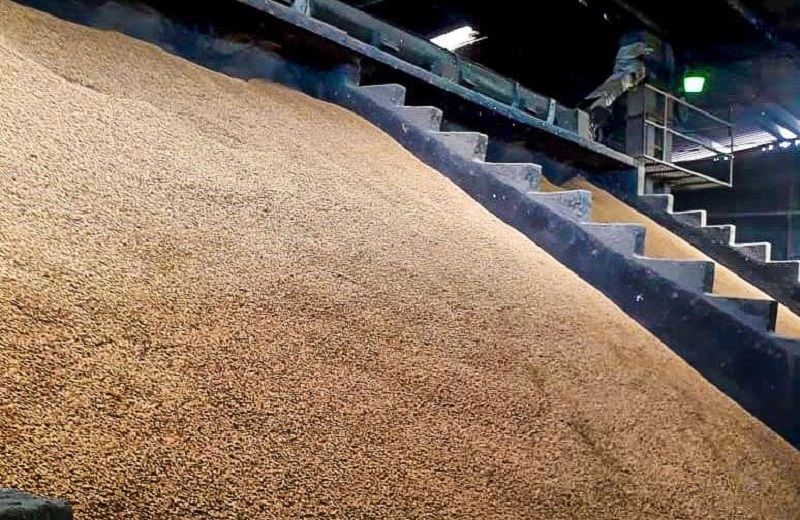 IMA convoca a productores de arroz para que oferten parte de sus cosechas