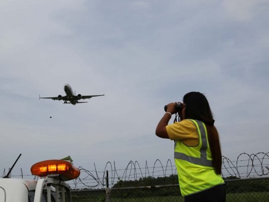 Aeropuerto de Tocumen implementa acciones de prevención por paso de aves migratorias