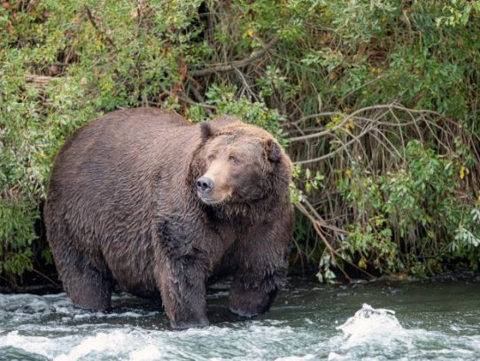La hibernación funciona para los osos, pero ¿también podría funcionar para nosotros?