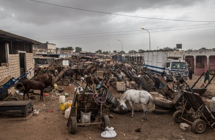 Caballos y automóviles compiten por las calles en Senegal