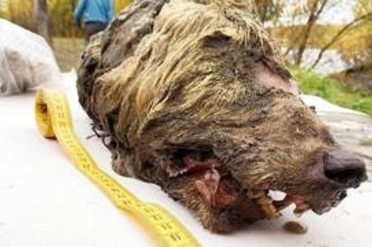 Hallada en Siberia una gigantesca cabeza de lobo de 32.000 años de antigüedad