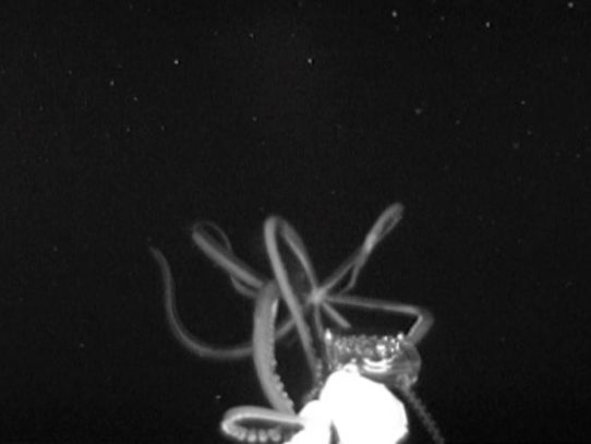 La reaparición del calamar gigante desde las profundidades del mar