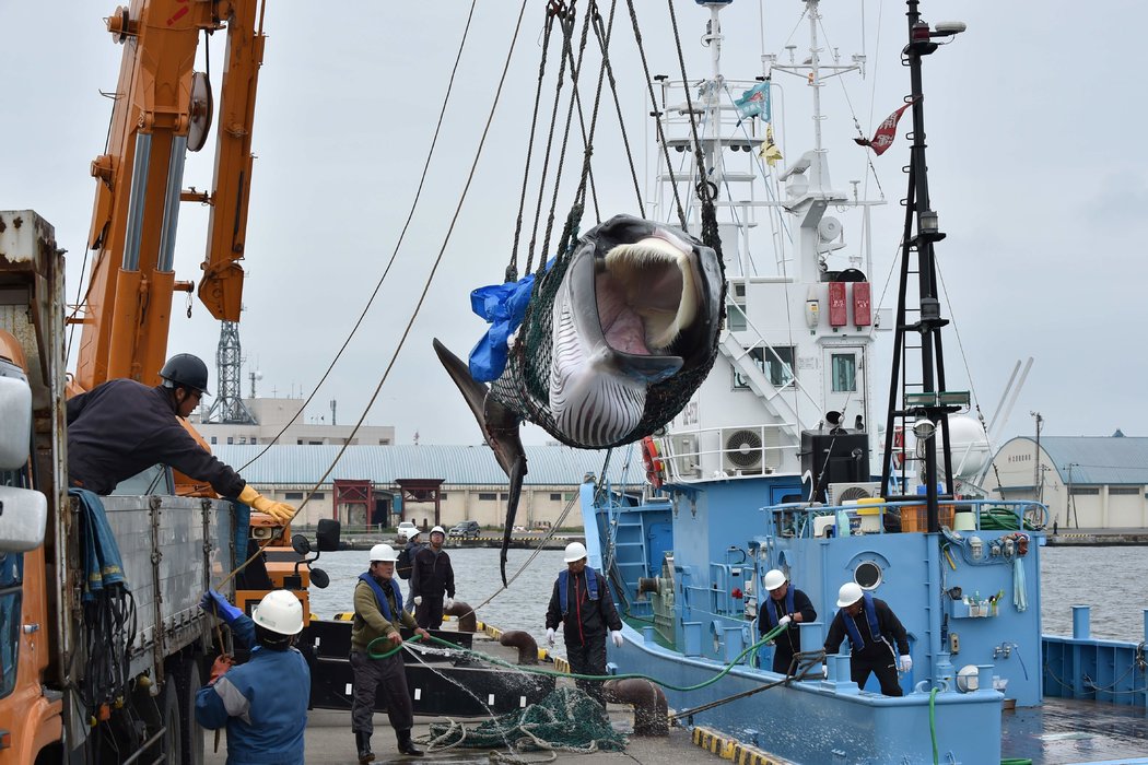 ¿La caza de ballenas es negocio en un mercado en declive?