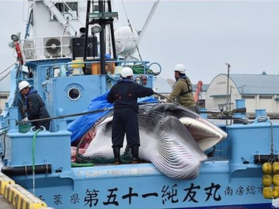 Japón reanuda la caza de ballenas tras más de 30 años de interrupción