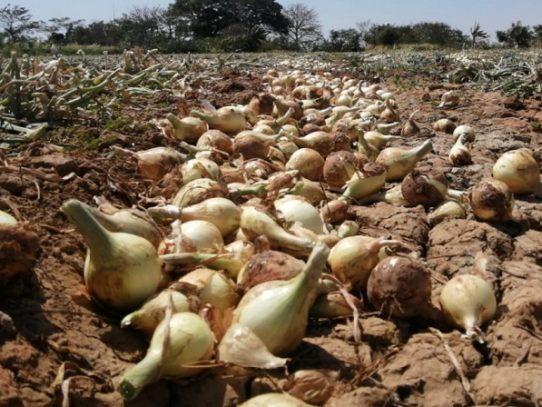 Arranca zafra de cebolla en Coclé con aumento de 33%
