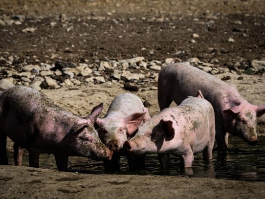 La peste porcina desespera a los criadores chinos