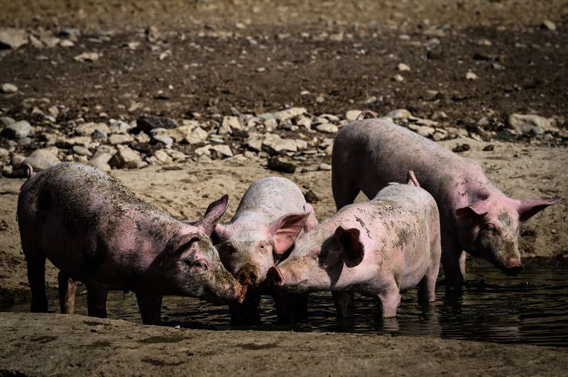 La peste porcina desespera a los criadores chinos