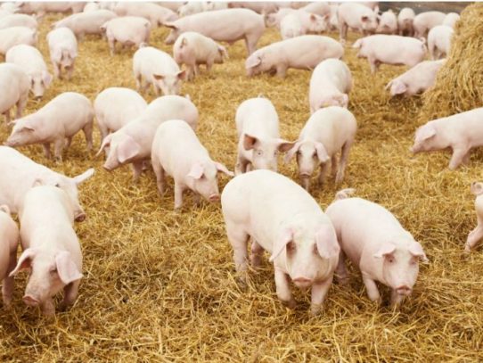 Autoridades panameñas decomisan carne de cerdo procedente de China