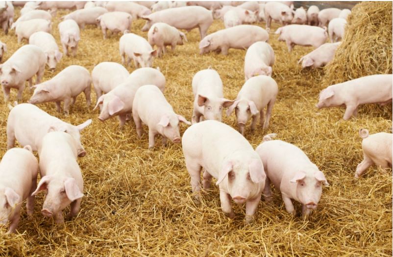 Porcinocultores y MIDA logran acuerdo tras alerta sanitaria por Peste Porcina Africana