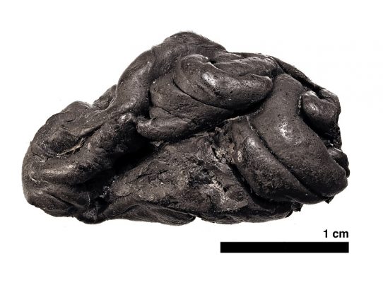 Lo que revela un chicle masticado de 5700 años sobre la gente de la antigüedad y sus bacterias