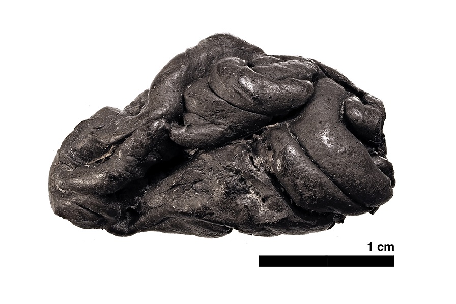 Lo que revela un chicle masticado de 5700 años sobre la gente de la antigüedad y sus bacterias