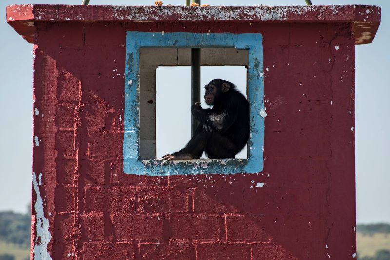 Reserva de Guinea anuncia nacimiento poco común de un chimpance